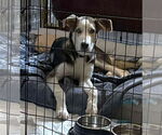 Small Photo #17 Huskies -Unknown Mix Puppy For Sale in Boonton, NJ, USA