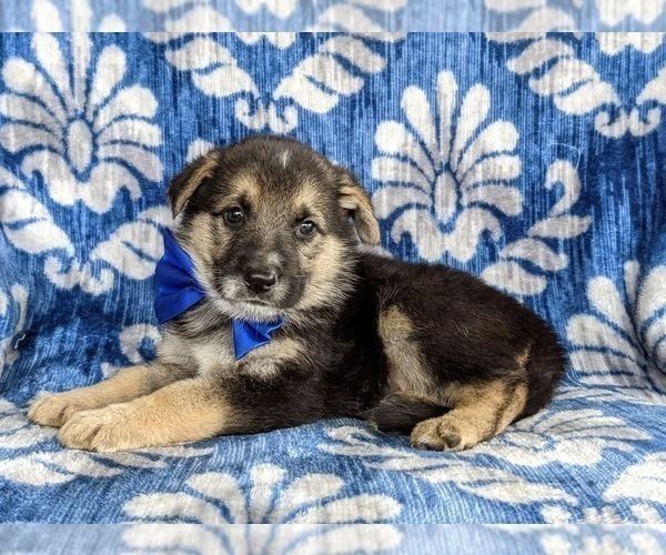 Medium Photo #4 German Shepherd Dog Puppy For Sale in OXFORD, PA, USA