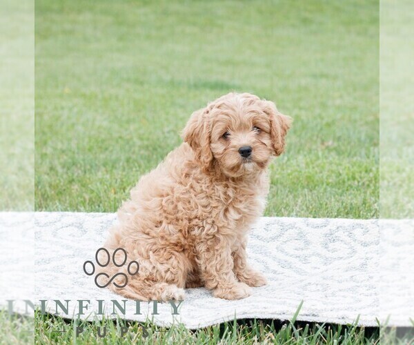 Medium Photo #4 Cavapoo Puppy For Sale in NARVON, PA, USA