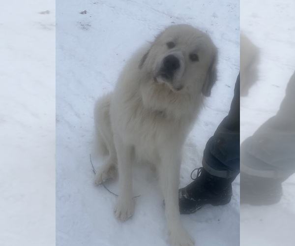 Medium Photo #1 Great Pyrenees Puppy For Sale in STAPLES, MN, USA