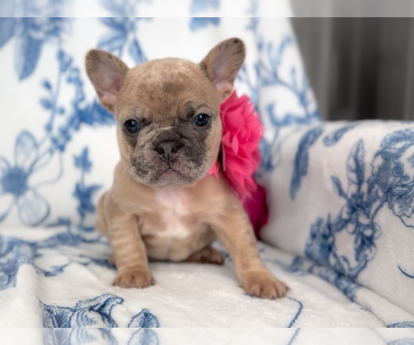 Medium Photo #3 French Bulldog Puppy For Sale in NEWARK, TX, USA