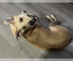 Small #5 Labrador Retriever Mix
