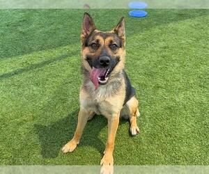 Medium German Shepherd Dog Mix