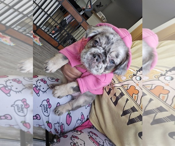 Medium Photo #9 French Bulldog Puppy For Sale in GLEN BURNIE, MD, USA