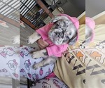 Small Photo #9 French Bulldog Puppy For Sale in GLEN BURNIE, MD, USA