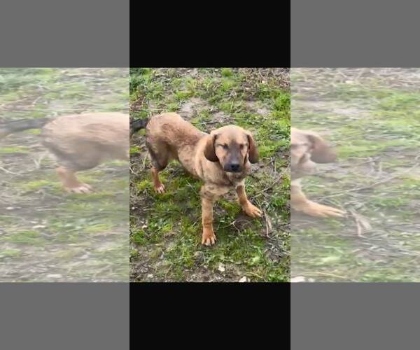 Medium Photo #4 Mutt Puppy For Sale in NYC, NY, USA