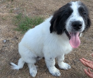 Great Pyrenees Puppy for sale in MYAKKA CITY, FL, USA