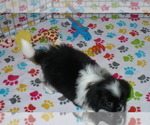 Small Photo #4 Japanese Chin Puppy For Sale in ORO VALLEY, AZ, USA