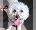 Small #1 Poodle (Miniature) Mix