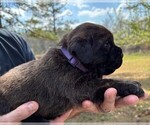 Small Photo #39 Rotticorso Puppy For Sale in REEVESVILLE, SC, USA
