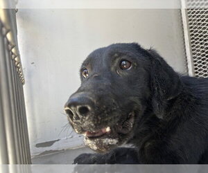 Labrador Retriever Dogs for adoption in Bakersfield, CA, USA