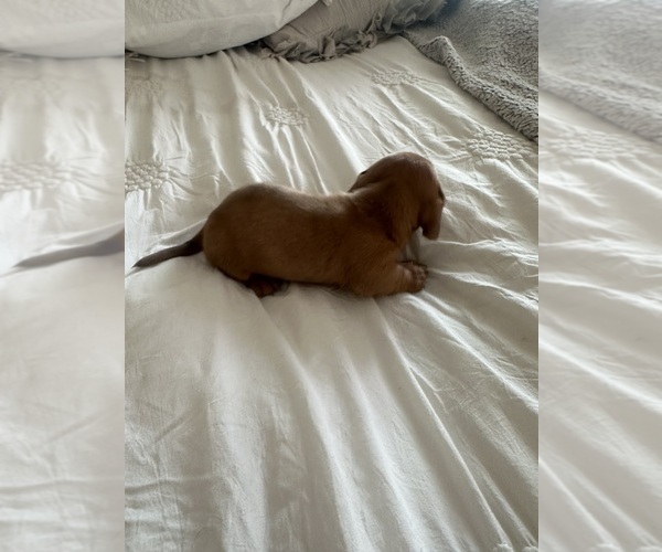 Medium Photo #5 Dachshund Puppy For Sale in SAN DIEGO, CA, USA