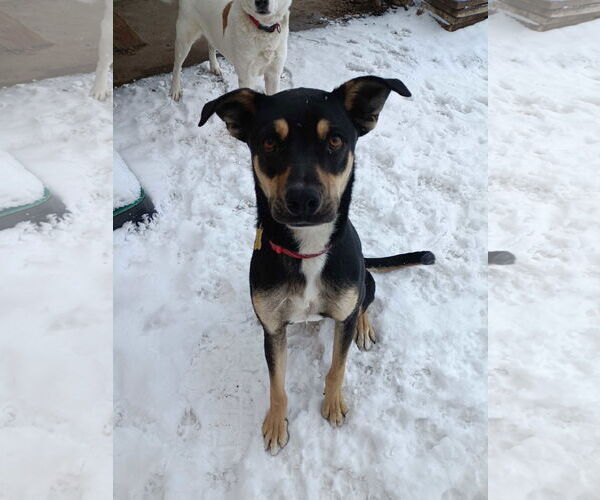 Medium Photo #3 Mutt Puppy For Sale in Sandy, UT, USA