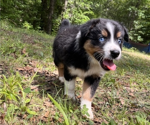 Medium Photo #3 Australian Shepherd Puppy For Sale in ELBERTON, GA, USA