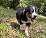 Small #2 Australian Shepherd