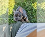 Small Photo #2 French Bulldog Puppy For Sale in FRANKFORD, MO, USA