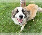 Small Photo #1 Border Collie Puppy For Sale in MESA, WA, USA