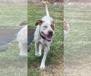 Medium American Pit Bull Terrier-Pointer Mix