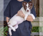 Small #1 Australian Shepherd-Pomeranian Mix