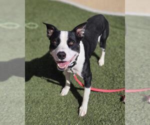 Mutt Dogs for adoption in Las Vegas, NV, USA