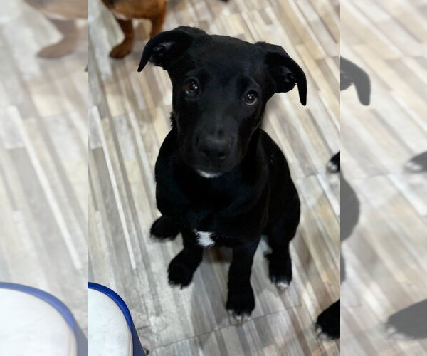 Medium Photo #3 Labrador Retriever-Unknown Mix Puppy For Sale in Salt Lake City, UT, USA