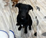 Small #2 Labrador Retriever Mix