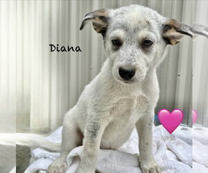 Australian Shepherd Dogs for adoption in Brewster, NY, USA
