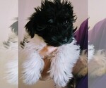 Puppy Thad Schnauzer (Miniature)