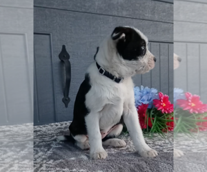 Bernese Mountain Dog-Boxer Mix Puppy for sale in FREDERICKSBURG, OH, USA