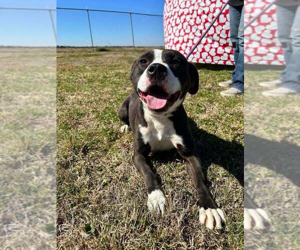 Medium Photo #5 Mutt Puppy For Sale in Abbeville, LA, USA