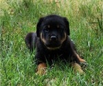 Puppy Orange Male Rottweiler