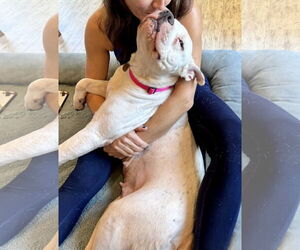Sundae - Female Mutt Dog for Adoption - Photo #5