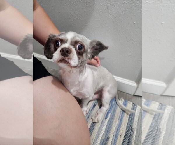 Medium Photo #3 Shih Tzu Puppy For Sale in Euless, TX, USA