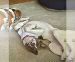 Small Photo #6 Boxer-Unknown Mix Puppy For Sale in Mount Laurel, NJ, USA