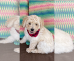Small Photo #3 F2 Aussiedoodle Puppy For Sale in PENSACOLA, FL, USA
