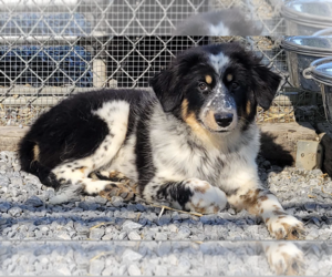 Australian Shepherd-Great Pyrenees Mix Dogs for adoption in Unionville, PA, USA