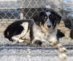 Small Australian Shepherd-Great Pyrenees Mix