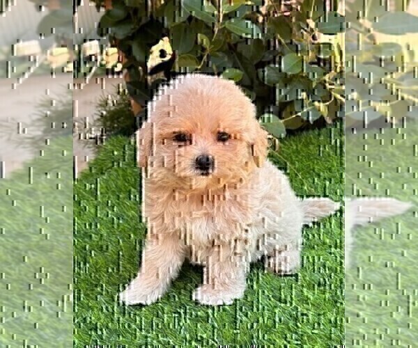 Medium Photo #13 Maltipoo Puppy For Sale in FORT LAUDERDALE, FL, USA