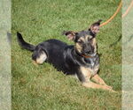 Small #3 Australian Kelpie Mix