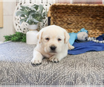 Small #3 Labrador Retriever