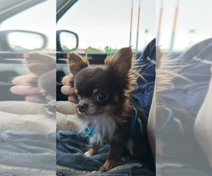 Father of the Chihuahua puppies born on 08/20/2026