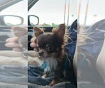 Small Photo #1 Chihuahua Puppy For Sale in HANCOCK, MI, USA