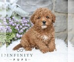 Small Photo #2 Havapoo Puppy For Sale in LEWISBURG, PA, USA