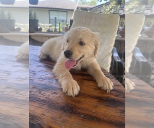 Golden Retriever Puppy for sale in PASADENA, TX, USA
