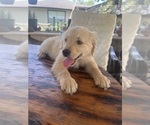 Image preview for Ad Listing. Nickname: Goldens