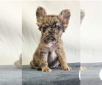 Small #1 French Bulldog