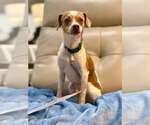 Small #1 Chihuahua Mix