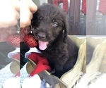 Puppy 5 Doodle-Labradoodle Mix