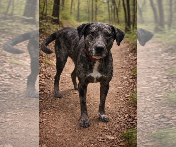 Medium Photo #1 Australian Shepherd-Unknown Mix Puppy For Sale in Rustburg, VA, USA