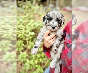 Bernedoodle Puppy for Sale in MARSHALL, Texas USA